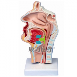 “康為醫(yī)療”鼻腔、口腔、喉、咽正中矢狀切面模型