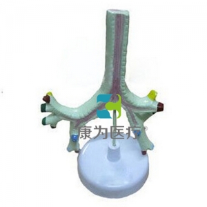 “康為醫(yī)療”氣管、支氣管及肺段支氣管模型