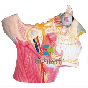 “康為醫(yī)療”腦神經在頭頸部分布模型、十二對腦神經