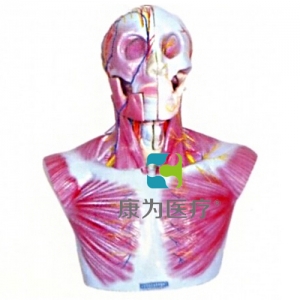 “康為醫(yī)療”頭部、頸部層次解剖模型