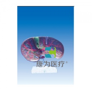 “康為醫(yī)療”肝膽解剖、甘血管、膽管的肝分布