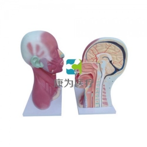 “康為醫(yī)療”頭、頸肌肉局部解剖模型