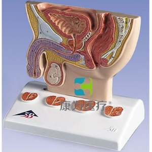 前列腺模型，實物1/2