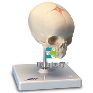胎兒顱模型，置于基架