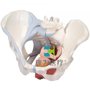 女性骨盆模型（配置韌帶組件，穿通盆底肌群及器官的正中矢狀切面），4分體