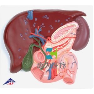 肝臟帶膽囊、胰和十二指腸模型