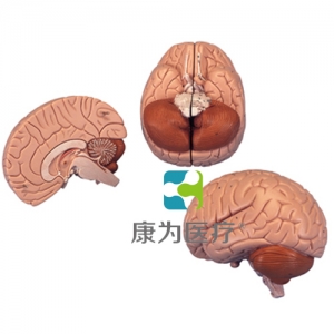 介紹性腦模型，2部分