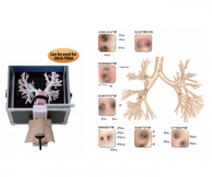 進(jìn)口超聲波支氣管鏡模型，超聲波支氣管鏡訓(xùn)練模型