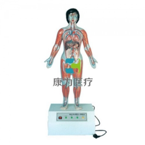 “康為醫(yī)療”微電腦人體心動周期與大、小循環(huán)演示模型