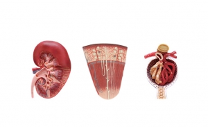 腎切面、腎單位、腎小球模型